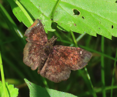 Staphylus hayhurstii