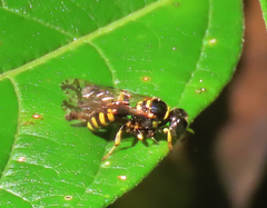 Crossocerus nitidiventris