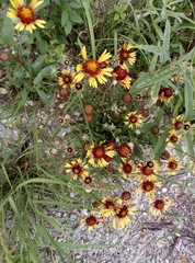 Gaillardia mexicana