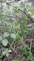 Packera schweinitziana