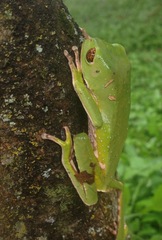 Phyllomedusa trinitatis