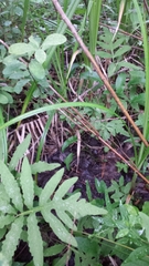 Packera schweinitziana