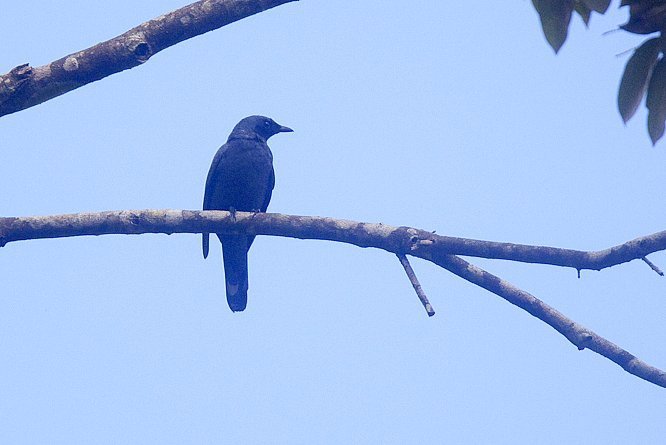 Halmahera Cuckooshrike