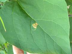 Amauromyza pleuralis