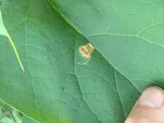 Amauromyza pleuralis