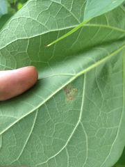 Amauromyza pleuralis