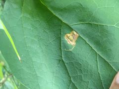 Amauromyza pleuralis