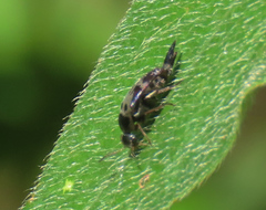 Glipa oculata