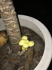 Leucocoprinus birnbaumii image
