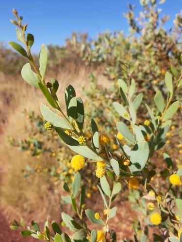 Image of Acacia bivenosa by (c) Tim Hammer, some rights reserved (CC BY)
