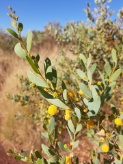 Acacia bivenosa