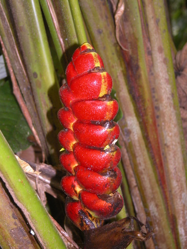 Image of Heliconia imbricata by (c) Eduardo Chacón Madrigal, some rights reserved (CC BY)