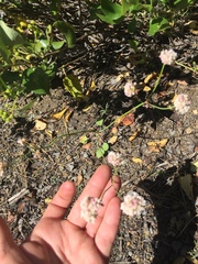 Eriogonum nudum nudum
