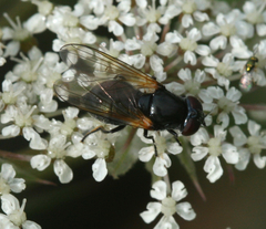 Cheilosia impressa