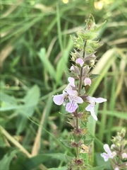 Stachys pilosa