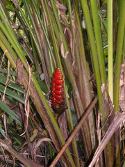 Heliconia imbricata