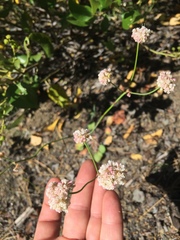 Eriogonum nudum nudum