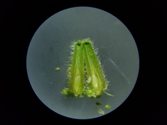 Rhopalomyia anthophila
