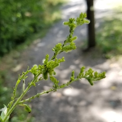 Rhopalomyia anthophila