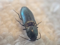 Nitidolimonius resplendens