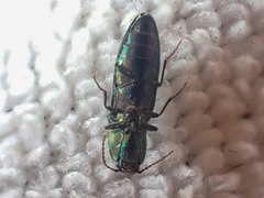 Nitidolimonius resplendens