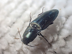 Nitidolimonius resplendens