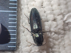 Nitidolimonius resplendens