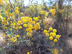 Acacia pyrifolia