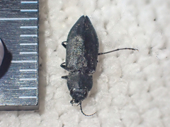 Melanophila