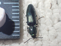 Nitidolimonius resplendens