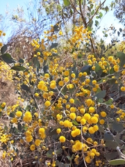 Acacia pyrifolia