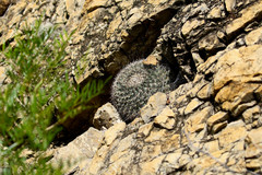 Mammillaria grusonii