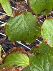 Septoria lycopersici
