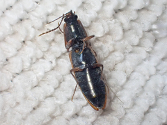 Acteniceromorphus volitans