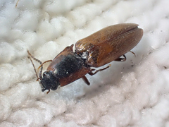 Acteniceromorphus volitans