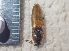 Acteniceromorphus volitans