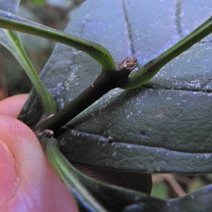 Chionanthus virginicus