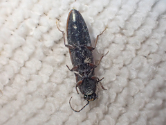 Acteniceromorphus volitans