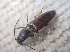 Acteniceromorphus volitans