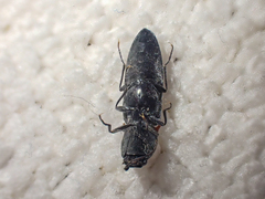 Acteniceromorphus umbricolus