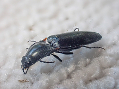 Acteniceromorphus umbricolus