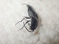 Acteniceromorphus umbricolus