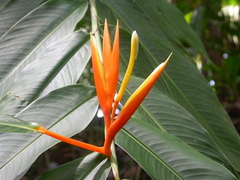 Heliconia longiflora