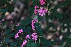 Boronia umbellata