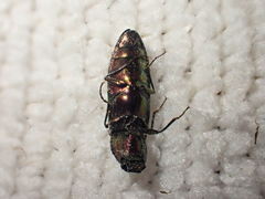 Nitidolimonius resplendens