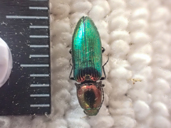 Nitidolimonius resplendens