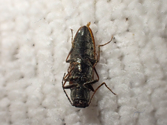 Acteniceromorphus sagiticollis