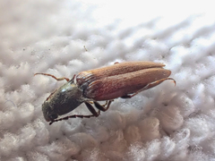 Acteniceromorphus sagiticollis