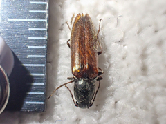 Acteniceromorphus sagiticollis