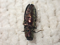 Nitidolimonius resplendens